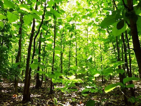foret_de_teck.jpg