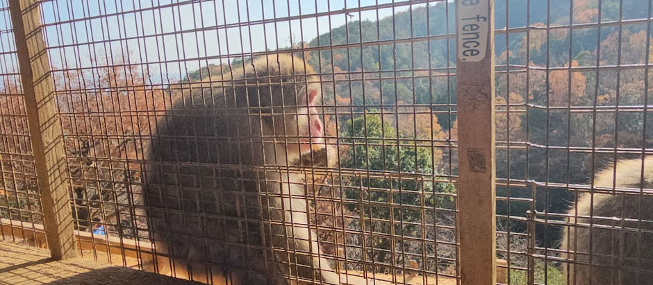 Japanese Snow Monkeys in Monkey Park Iwatayama Guide