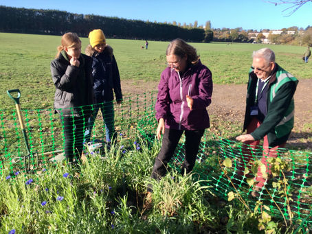 Tree Planting in Wimbledon Park 25-26 November