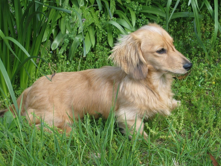 Dash ~Cream Dapple Boy