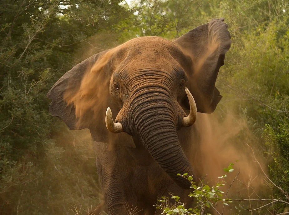 Elephant running by wix photographer Hilary O'Leary
