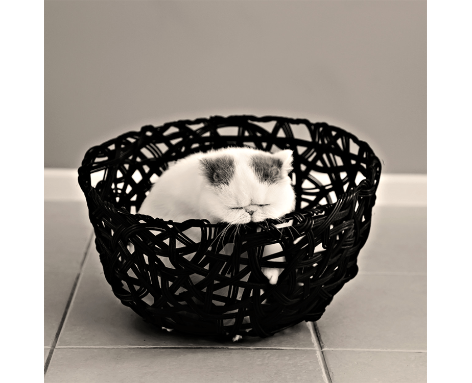 Fotografía de Mascotas Wix por Crea8ive Photography
