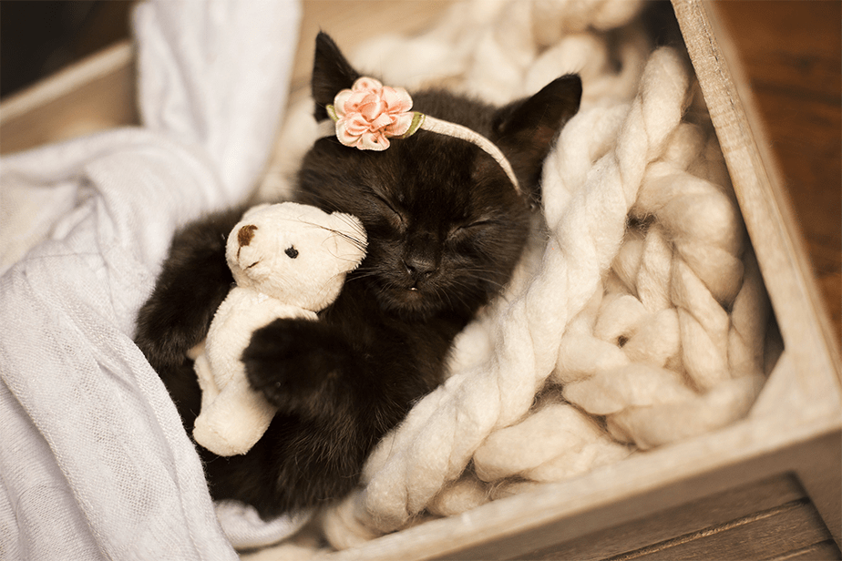 Kitty Lee's New Born Kitten Shoot - Kitten and a bear