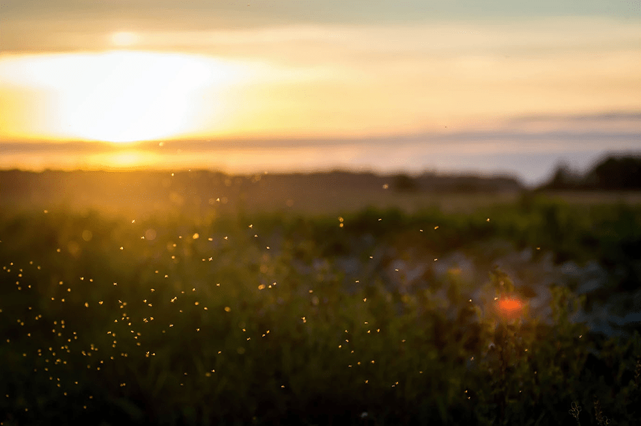 bugs flying over field at sunset