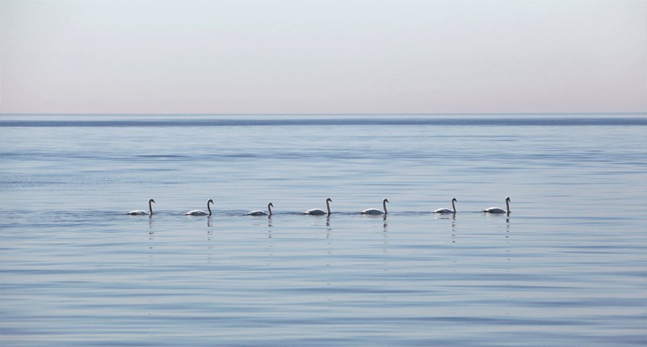 geese