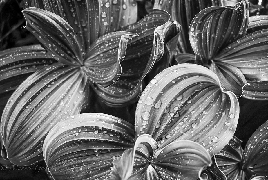 black and white - drops on leaves