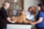 Veterinarian examining a dog during a website branding photography session