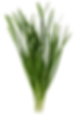 Garlic Chives