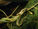 Chrysopelea, le serpent volant.