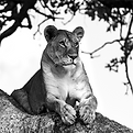 2022(11-05)African_edited.png