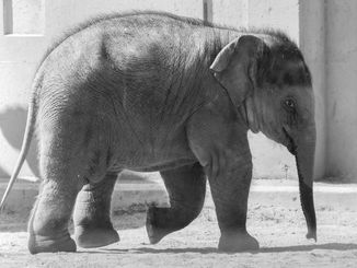 An Introduction to The Elephant Gospel Book