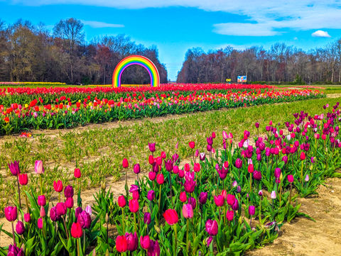 Tulip fields dalton farms