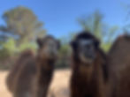 Two shaggy brown camels