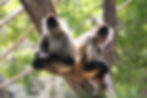 Two monkeys on a tree branch, one yawning
