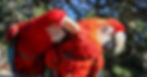 Two red macaws nuzzling each other