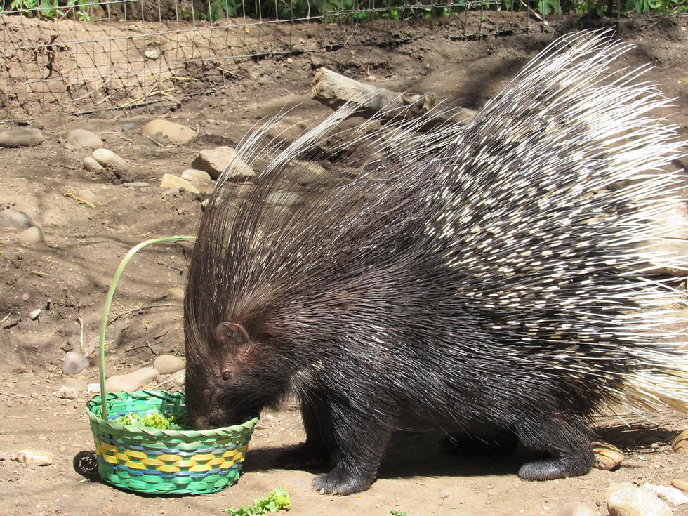 Porcupine eating from a small green basket