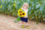 Virginia Sunflower Festival