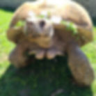 Large tortoise wearing a leafy crown