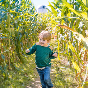 Corn Maze in Orlando