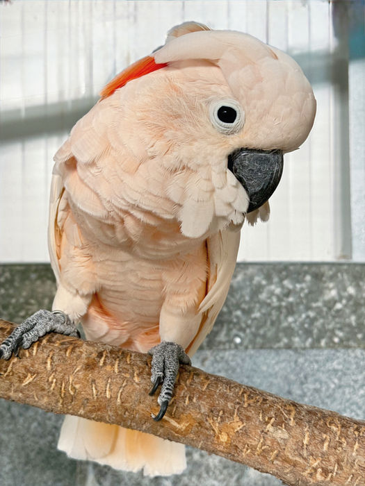Salmon-crested cockatoo perched on a branch