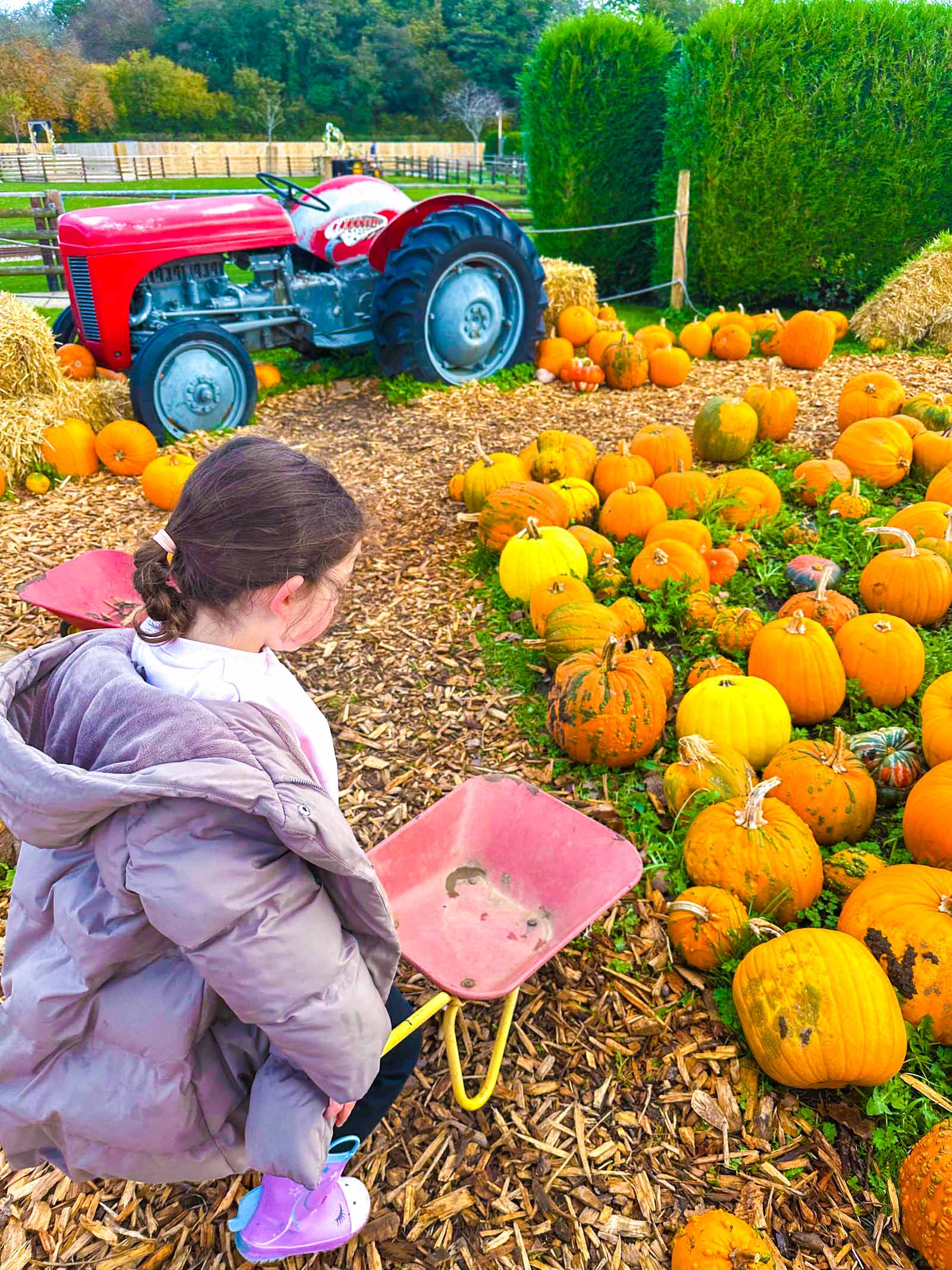 Pumpkin picking at Cefn Mably Farm Park