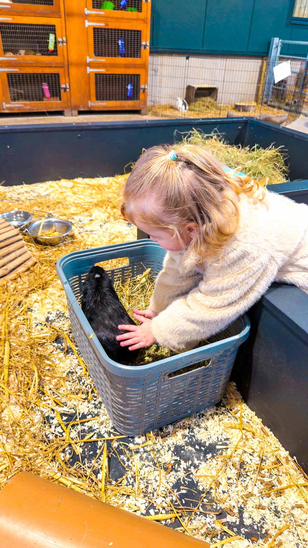 Child petting guinea pig in hay-filled enclosure