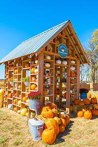 Small wooden structure filled with pumpkins outdoors