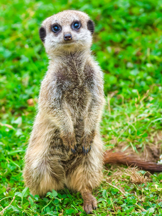 Small meerkat standing upright on green grass