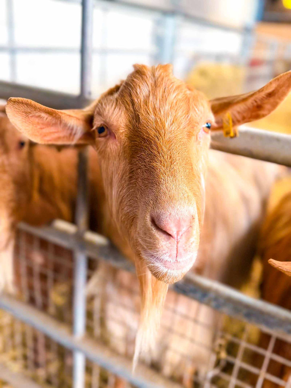 a cute goat looking at the camera