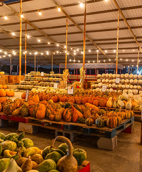 Pumpkin Patch Texas