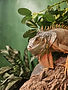 homeschool-zoo-amarillo-tx