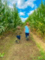 Two children walking down a path in a cornfield
