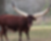 Large Ankole Watusi bull with long horns looking at the camera, grassy background