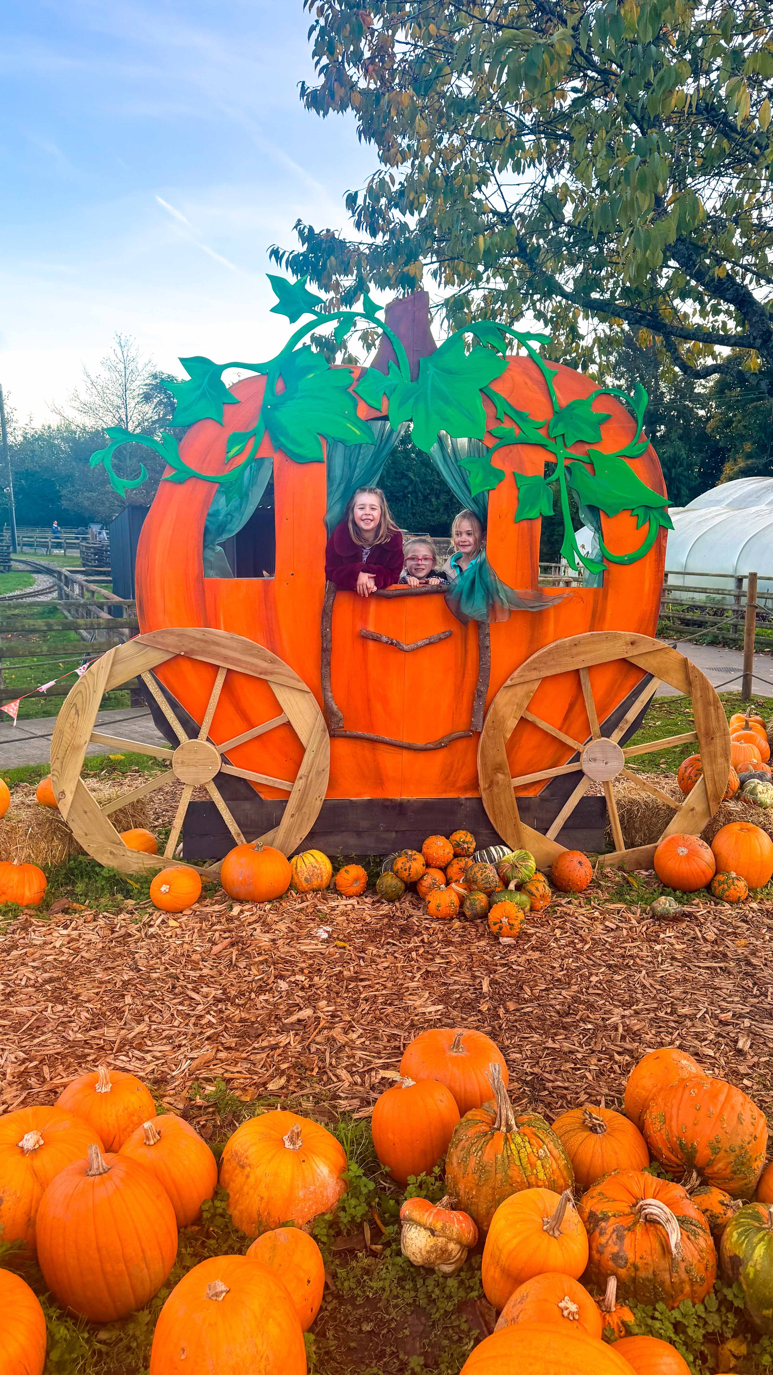Pumpkin picking at Cefn Mably Farm Park