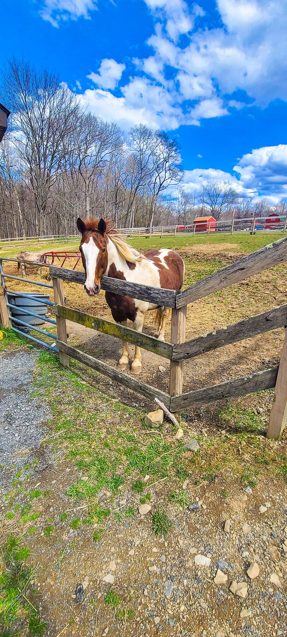middletown Petting Zoo