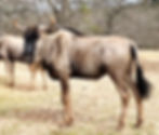 Blue Wildebeest