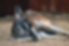 Red kangaroo lying on dry ground