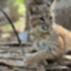 Spotted bobcat resting on a log