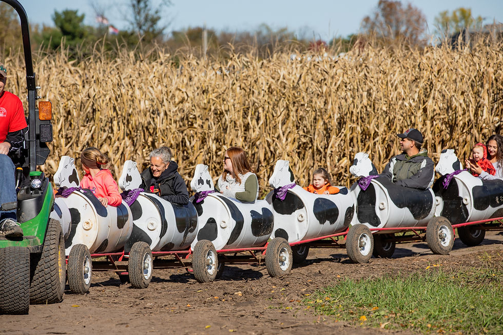 cow train