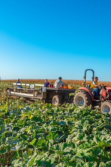 Tractor pulling a wagon with people through a pumpkin patch