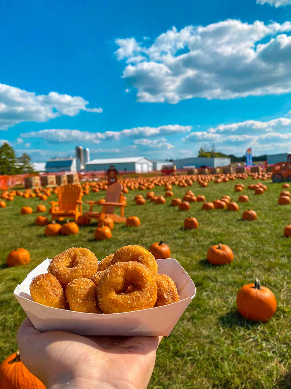 Hand holding donuts in a pumpkin patch under a beautiful blue sky
