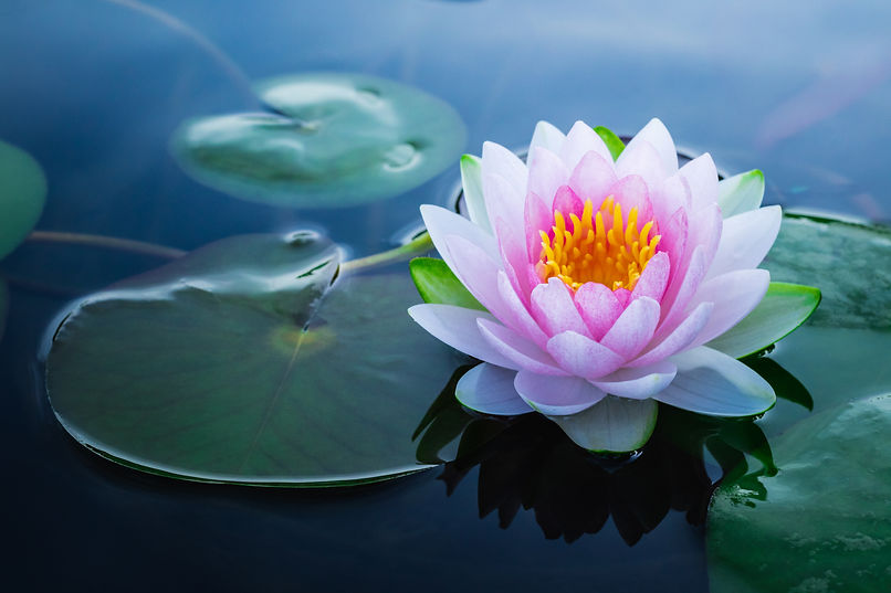 Beautiful pink waterlily or lotus flower in pond..jpg