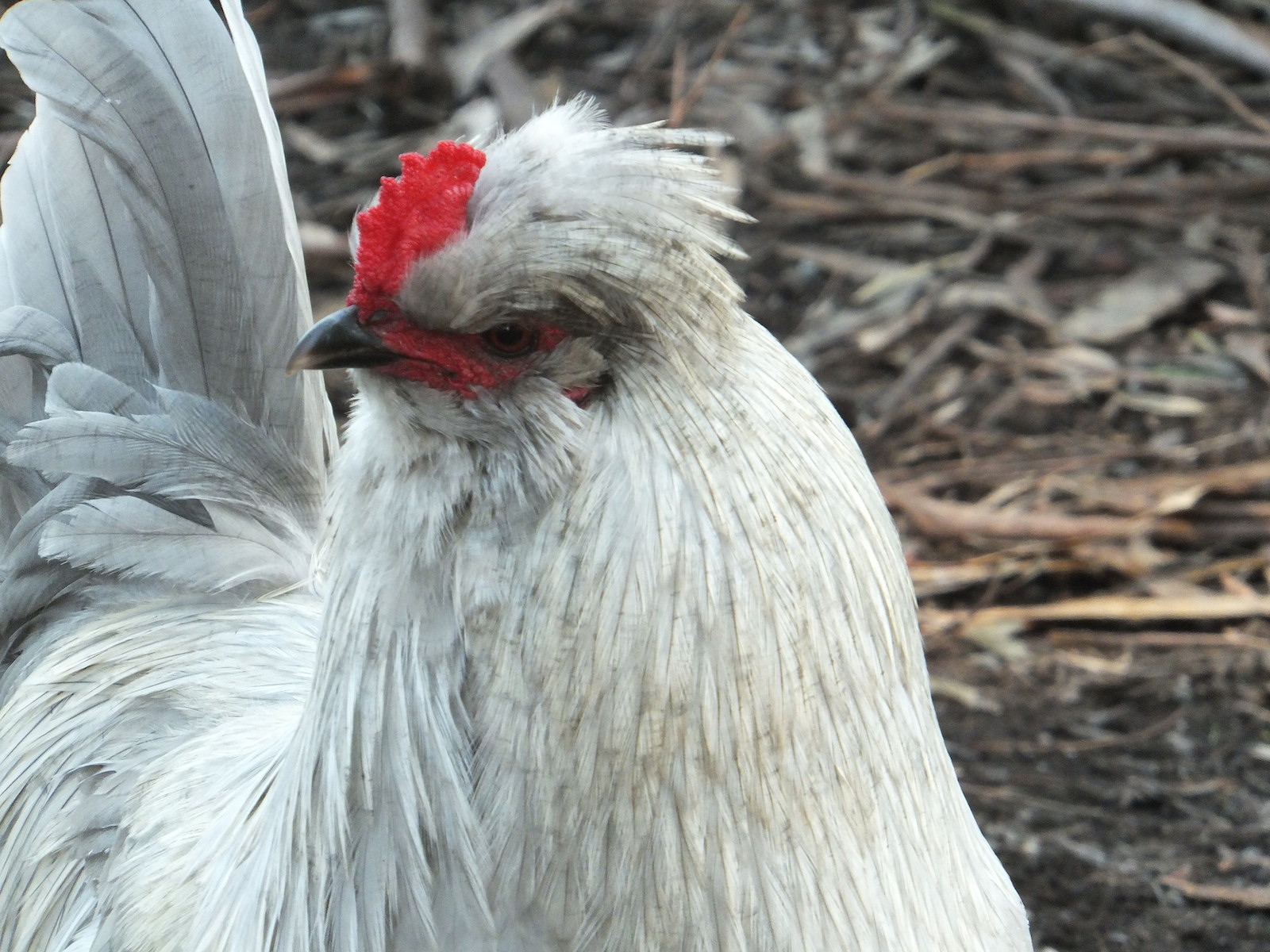 Easter Egger Information