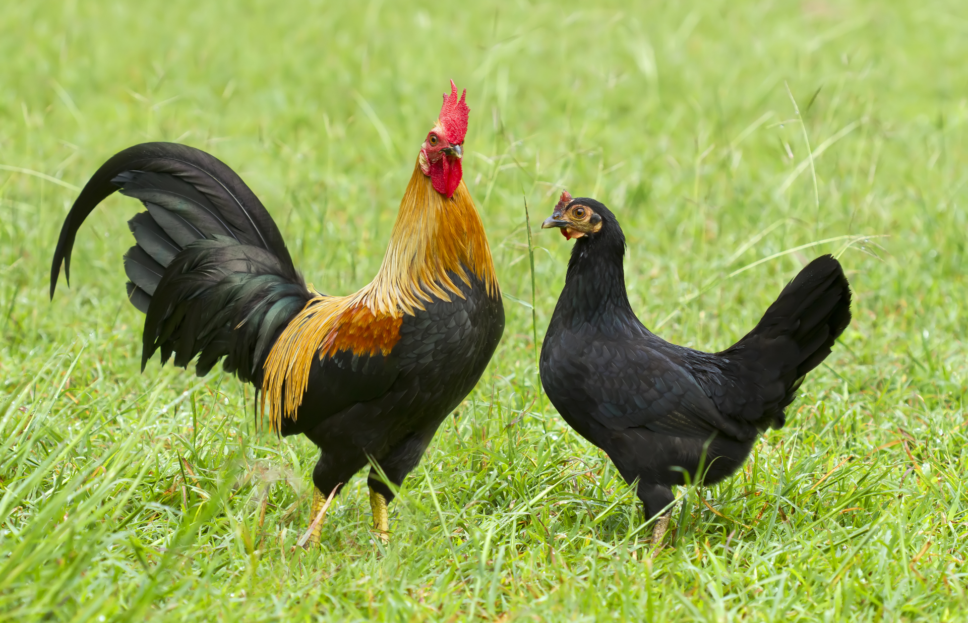 Breed Information