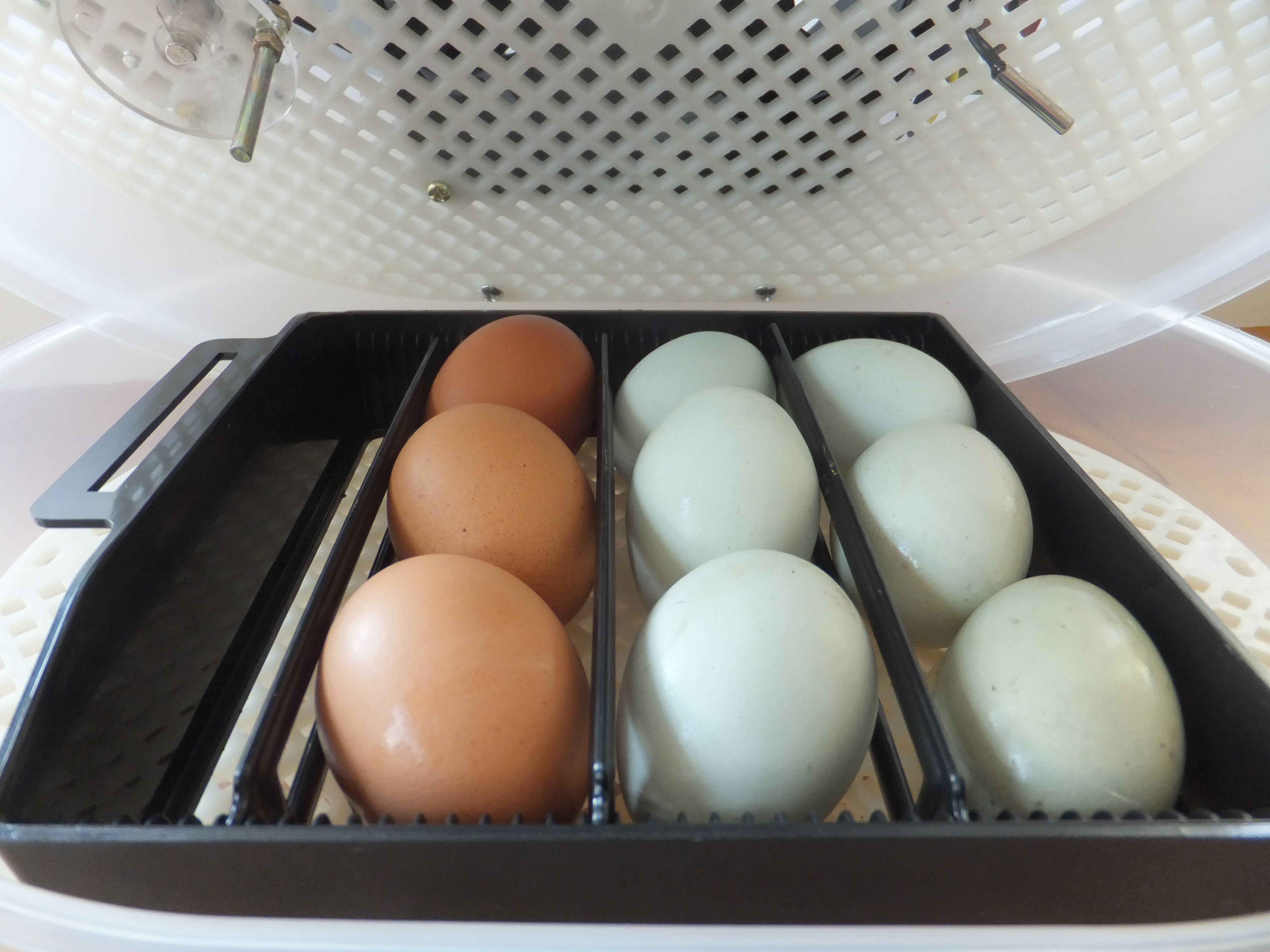 Egg incubator janoel 12