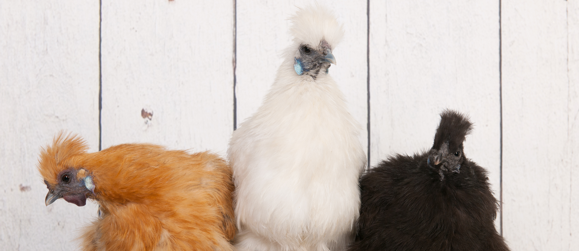Expand Your Flock with Fertile Eggs