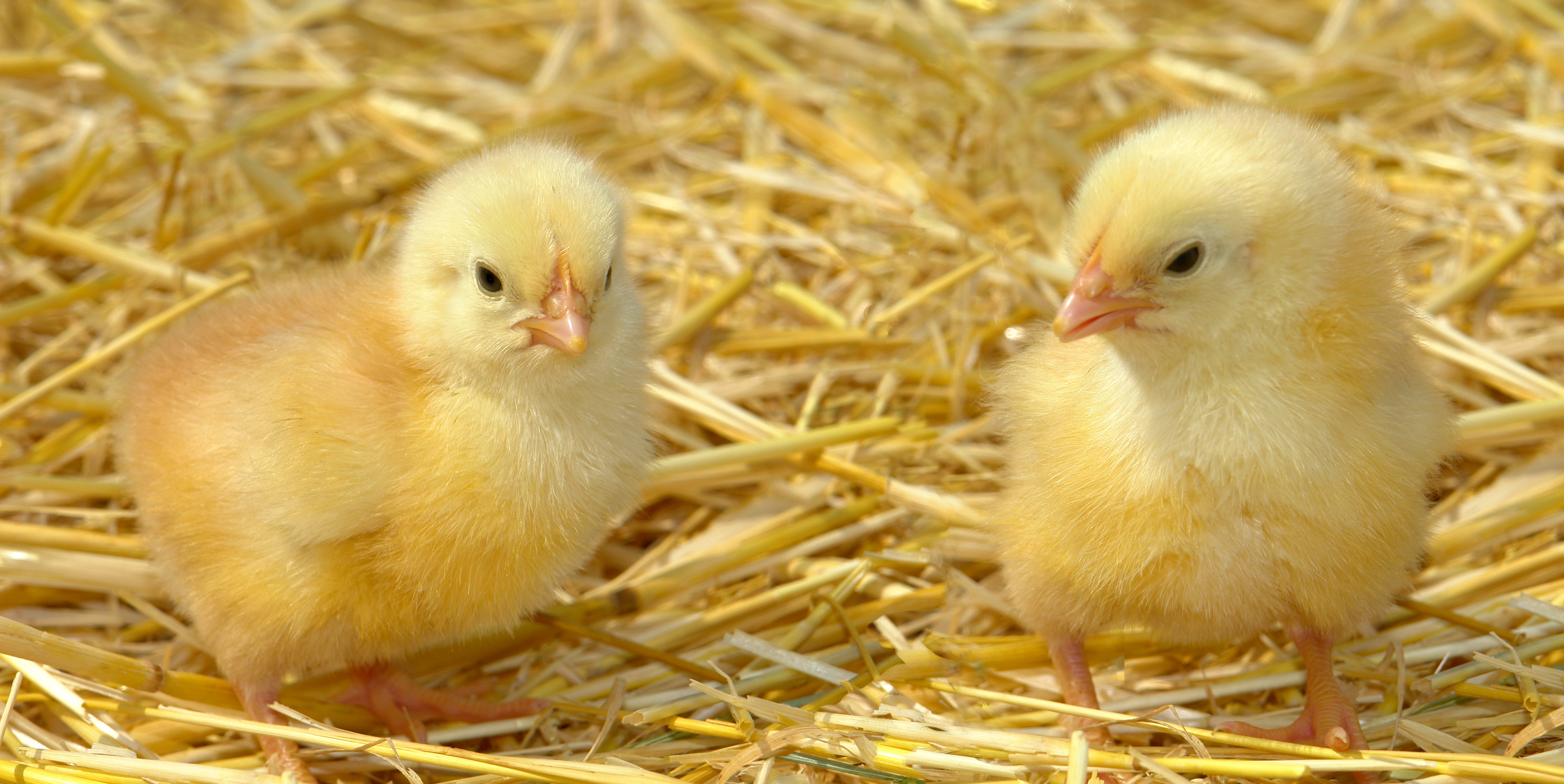 Hatching Fertile Eggs - Poultry Australia