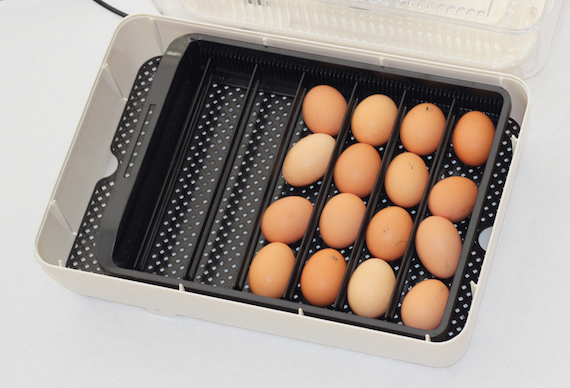 Thumbnail: Janoel Model 24 Automatic Egg Incubator
