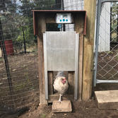 Poultry Kit automatic coop door.