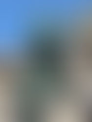 ien Reiseführer Travel Guide Vienna, Stephansdom, Hofburg, Heldenplatz, Volksgarten und Österreichisches Parlament plus vegane Foodspots